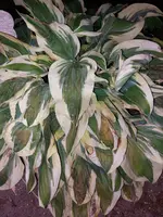 Hosta GN 20250702.webp