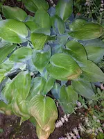 Hosta Rabatte 20250702.webp
