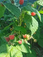 IMG_20250701_085511.webp