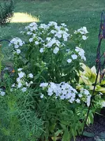 IMG_20250702_173811.webp