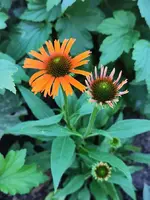 IMG_20250702_173821.webp