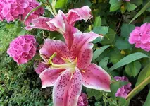 lilie2.webp