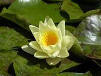 030.webp