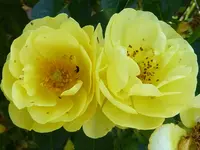 038.webp