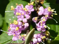 035.webp