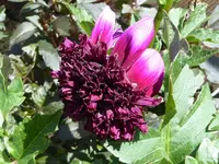 001.webp