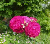 IMG_20250605_164516.webp