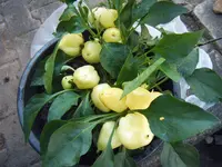 Feher verhütet 04.07 (3).webp