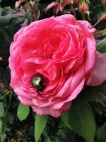 IMG_20250704_105350.webp