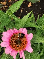 IMG_20250704_105036.webp