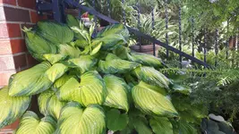 20250704_181031.webp