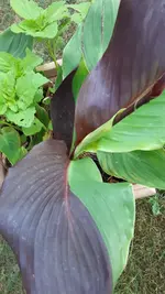 20250704_183232.webp