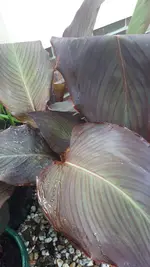 20250704_190820.webp