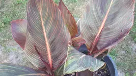 20250704_190805.webp