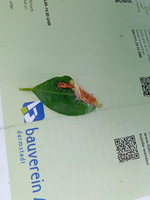 IMG_340AD0C3A9FB-1.webp