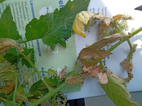 IMG_C7EDA7551E87-1.webp