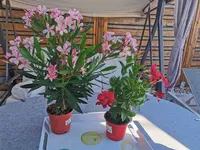 IMG_20250702_175232.webp
