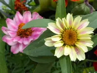 005.webp