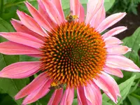 004.webp