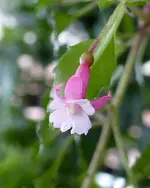 027.webp