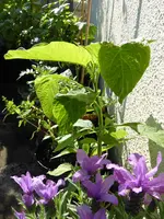 Brugmansia Gelb.webp