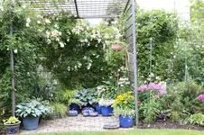 Rosenlaube    0725.webp