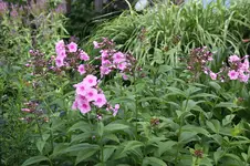 Phlox 0125.webp