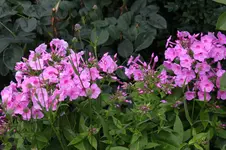 Phlox 0225.webp