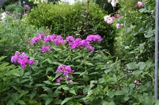 Phlox 0325.webp