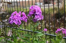 Phlox 0425.webp