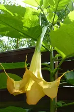 Schrebergarten.webp