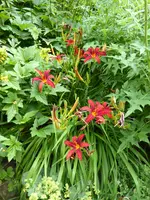 P1080682Taglilie Crimson Pirate.webp
