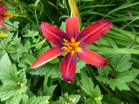 P1080683Taglilie Crimson Pirate.webp