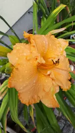20250707_142658.webp
