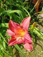 20250704_145432.webp