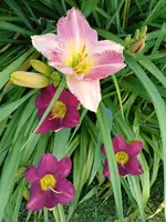 20250703_104906.webp
