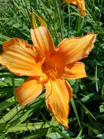 20250629_180557.webp