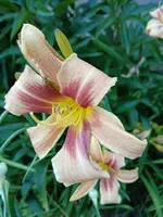 20250629_180532.webp