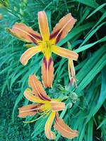 20250629_111801.webp