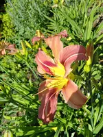20250629_111732.webp