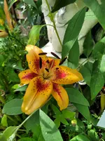 20250706_131554.webp