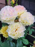 20250705_205646.webp