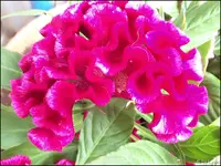 c063.webp