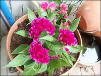 c064.webp