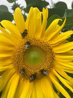 Sonnenblume1.webp