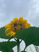 Sonnenblume2.webp