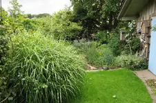 Gräser   0521.webp