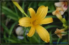 North Star.webp