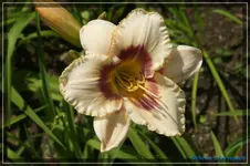 Albi 220.webp