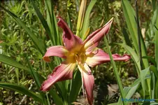 Lake Norman Spider.webp